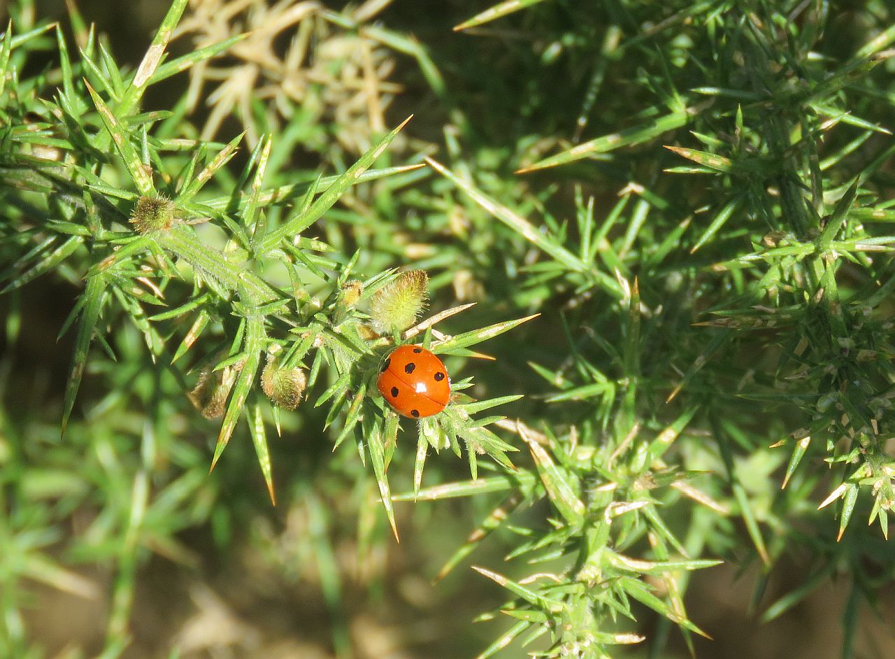   7 Spot Ladybird 